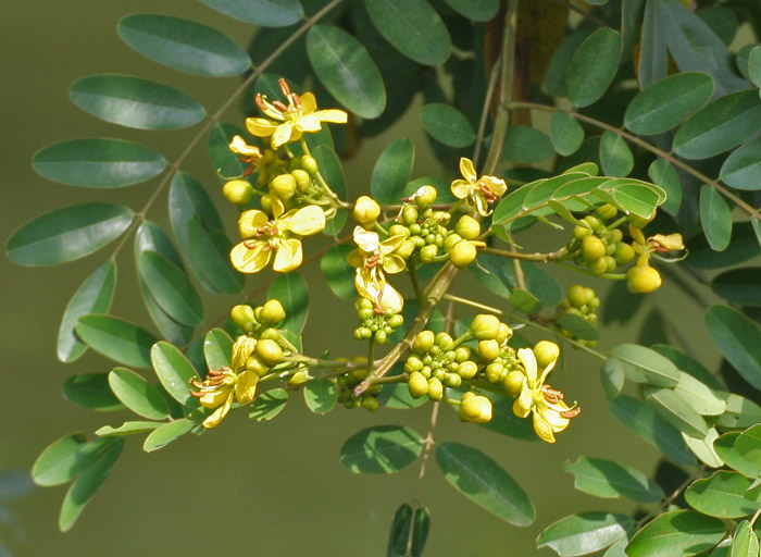 Acacia Amarilla - Vista principal